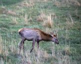 Jeleń europejski (Cervus elaphus)