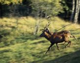 Jeleń europejski (Cervus elaphus)