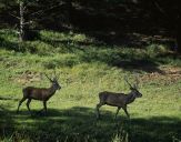 Jeleń europejski (Cervus elaphus)