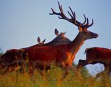 Jeleń europejski (Cervus elaphus)