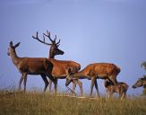 Jeleń europejski (Cervus elaphus)