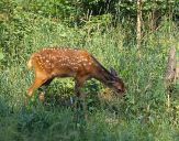 Jeleń europejski (Cervus elaphus)