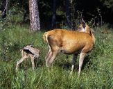 Jeleń europejski (Cervus elaphus)