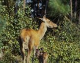 Jeleń europejski (Cervus elaphus)