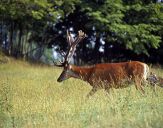 Jeleń europejski (Cervus elaphus)