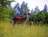 Jeleń europejski (Cervus elaphus)