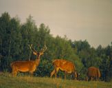 Jeleń europejski (Cervus elaphus)