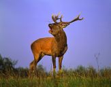 Jeleń europejski (Cervus elaphus)