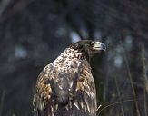 Bielik ( Haliaetus albicilla ) - White tailed sea eagle