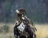 Bielik ( Haliaetus albicilla ) - White tailed sea eagle