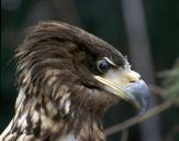 Bielik ( Haliaetus albicilla ) - White tailed sea eagle