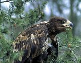 Bielik ( Haliaetus albicilla ) - White tailed sea eagle