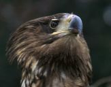 Bielik ( Haliaetus albicilla ) - White tailed sea eagle