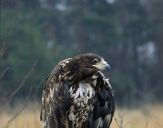 Bielik ( Haliaetus albicilla ) - White tailed sea eagle