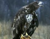 Bielik ( Haliaetus albicilla ) - White tailed sea eagle