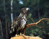 Bielik ( Haliaetus albicilla ) - White tailed sea eagle