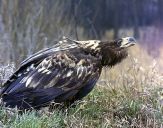 Bielik ( Haliaetus albicilla ) - White tailed sea eagle