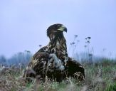 Bielik ( Haliaetus albicilla ) - White tailed sea eagle