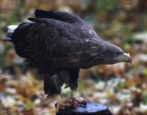 Bielik ( Haliaetus albicilla ) - White tailed sea eagle