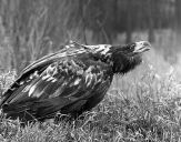 Bielik ( Haliaetus albicilla ) - White tailed sea eagle