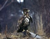 Bielik ( Haliaetus albicilla ) - White tailed sea eagle