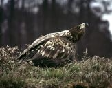 Bielik ( Haliaetus albicilla ) - White tailed sea eagle