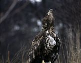 Bielik ( Haliaetus albicilla ) - White tailed sea eagle