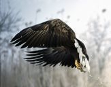 Bielik ( Haliaetus albicilla ) - White tailed sea eagle