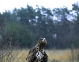 Bielik ( Haliaetus albicilla ) - White tailed sea eagle