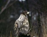 Bielik ( Haliaetus albicilla ) - White tailed sea eagle