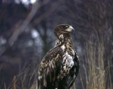 Bielik ( Haliaetus albicilla ) - White tailed sea eagle