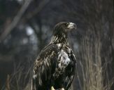 Bielik ( Haliaetus albicilla ) - White tailed sea eagle