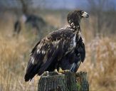 Bielik ( Haliaetus albicilla ) - White tailed sea eagle