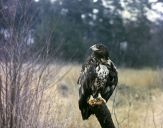 Bielik ( Haliaetus albicilla ) - White tailed sea eagle