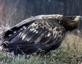 Bielik ( Haliaetus albicilla ) - White tailed sea eagle