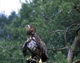 Bielik ( Haliaetus albicilla ) - White tailed sea eagle