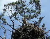 Bielik ( Haliaetus albicilla ) - White tailed sea eagle