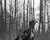 Bielik ( Haliaetus albicilla ) - White tailed sea eagle