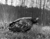 Bielik ( Haliaetus albicilla ) - White tailed sea eagle