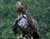 Bielik ( Haliaetus albicilla ) - White tailed sea eagle