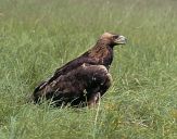 Orzeł_Przedni (Aquila hrysaetos) - Golden eagle