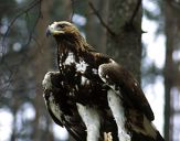 Orzeł_Przedni (Aquila hrysaetos) - Golden eagle