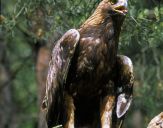 Orzeł_Przedni (Aquila hrysaetos) - Golden eagle