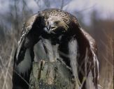 Orzeł_Przedni (Aquila hrysaetos) - Golden eagle