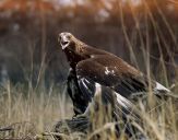 Orzeł_Przedni (Aquila hrysaetos) - Golden eagle