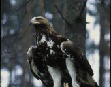 Orzeł_Przedni (Aquila hrysaetos) - Golden eagle