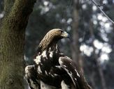 Orzeł_Przedni (Aquila hrysaetos) - Golden eagle