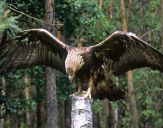 Orzeł_Przedni (Aquila hrysaetos) - Golden eagle