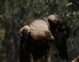 Orzeł_Przedni (Aquila hrysaetos) - Golden eagle