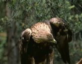 Orzeł_Przedni (Aquila hrysaetos) - Golden eagle